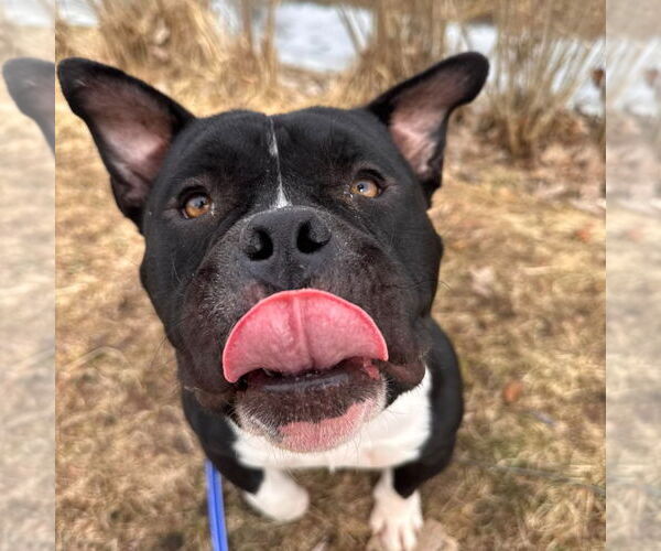 Medium Photo #8 American Bulldog-Unknown Mix Puppy For Sale in Muskegon, MI, USA