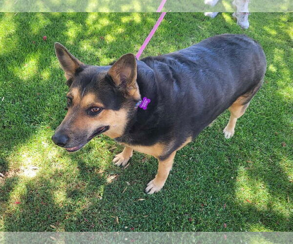 Medium Photo #4 Australian Shepherd-German Shepherd Dog Mix Puppy For Sale in Phoenix, AZ, USA