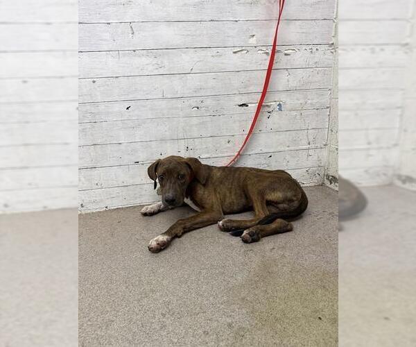 Medium Photo #1 Mutt Puppy For Sale in San Bernardino, CA, USA