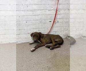 Mutt Dogs for adoption in San Bernardino, CA, USA