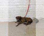 NELLIE - Male Mutt Dog for Adoption - Small photo