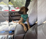 Small Black Mouth Cur-Vizsla Mix