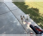 Small Photo #1 King Schnauzer Puppy For Sale in GRANBURY, TX, USA