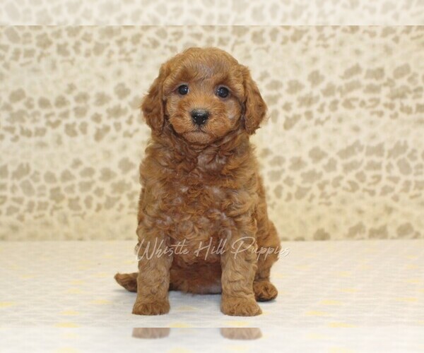 Medium Photo #3 Cavapoo Puppy For Sale in DENVER, PA, USA