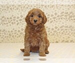 Small #2 Cavapoo