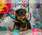Puppy Hiccup Rottweiler