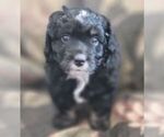 Puppy 1 Aussiedoodle Miniature 
