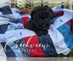 Small #2 Schnoodle (Miniature)