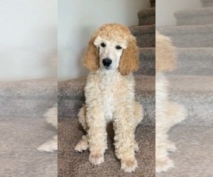 Poodle (Standard) Puppy for sale in EAST WENATCHEE, WA, USA