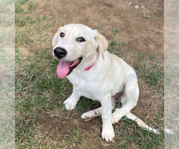 Medium Photo #2 Mutt Puppy For Sale in Canton, CT, USA