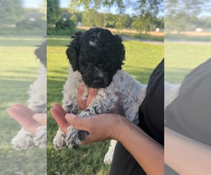 Medium Goldendoodle (Miniature)