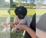 Small Goldendoodle (Miniature)