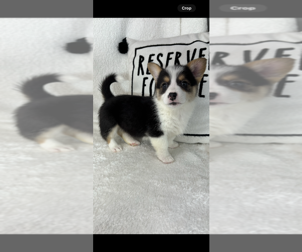Medium Photo #5 Pembroke Welsh Corgi Puppy For Sale in GREENFIELD, IN, USA