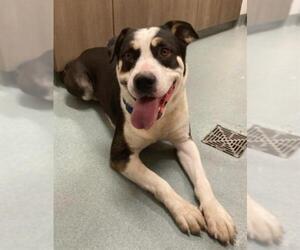 Mutt Dogs for adoption in Baytown, TX, USA