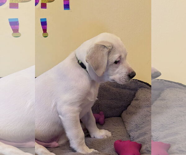 Medium Photo #5 Mutt Puppy For Sale in Crossville, AL, USA