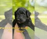 Small Photo #6 Goldendoodle Puppy For Sale in WINFIELD, TN, USA