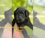 Small #5 Goldendoodle