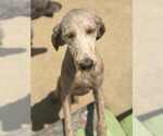 Small #4 Labradoodle