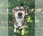 Small #3 Australian Shepherd Mix
