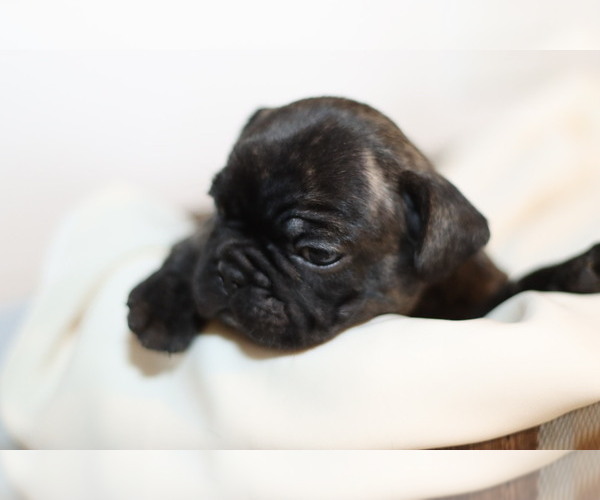 Medium Photo #6 French Bulldog Puppy For Sale in GILLETTE, WY, USA