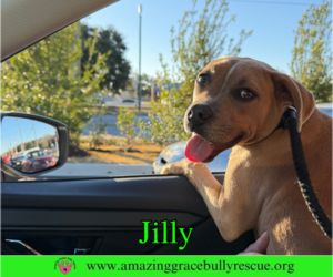 Jilly - Female American Pit Bull Terrier-Unknown Mix Dog for Adoption - Photo #15