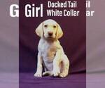 Puppy 2 German Shorthaired Lab