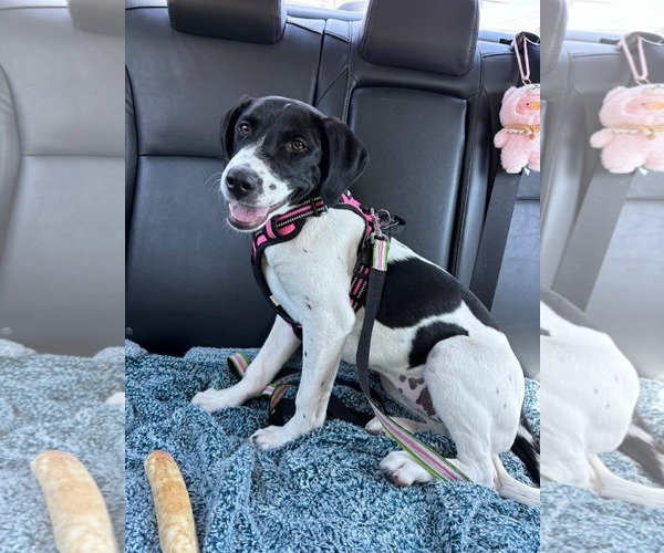 Medium Photo #5 Mutt Puppy For Sale in Sanford, FL, USA