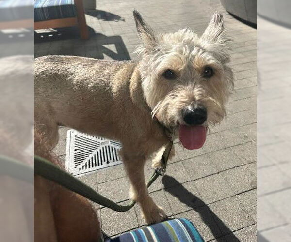 Medium Photo #3 Mutt Puppy For Sale in San Diego, CA, USA