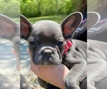 Small Photo #22 French Bulldog Puppy For Sale in HOPKINSVILLE, KY, USA