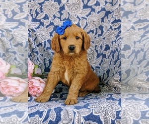 Goldendoodle (Miniature) Puppy for sale in CHRISTIANA, PA, USA