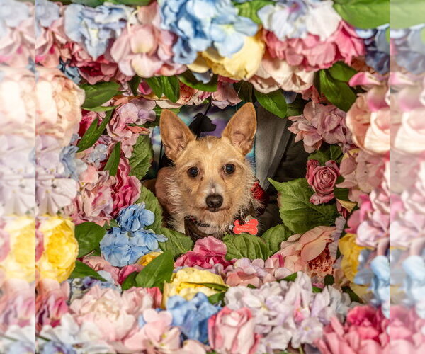 Medium Photo #11 Chihuahua-Unknown Mix Puppy For Sale in Mundelein, IL, USA