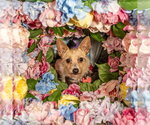 Small #10 Chihuahua Mix