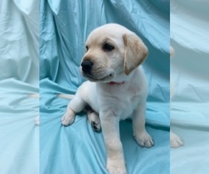 Labrador Retriever Puppy for Sale in RIVERSIDE, California USA