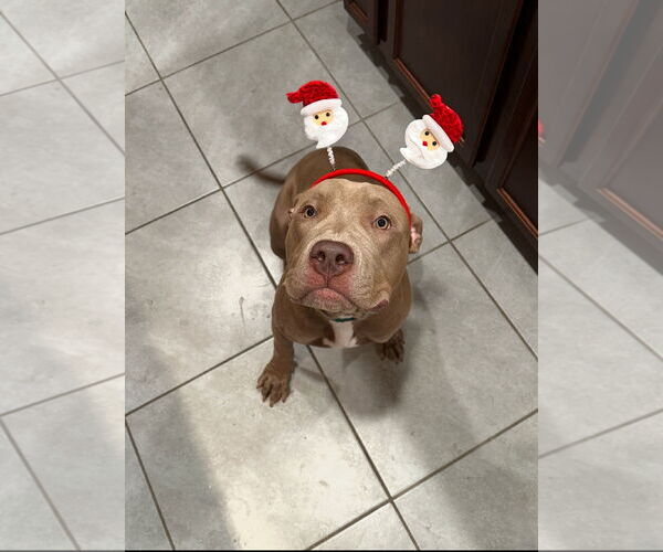 Medium Photo #2 American Pit Bull Terrier Puppy For Sale in Chandler, AZ, USA