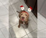 Small #1 American Pit Bull Terrier