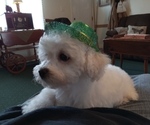 Small Photo #3 Bichon Frise Puppy For Sale in TORONTO, OH, USA