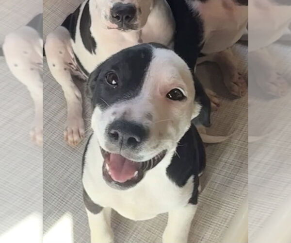 Medium Photo #3 American Pit Bull Terrier-Unknown Mix Puppy For Sale in Bolivar, MO, USA