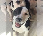 Small #2 American Pit Bull Terrier Mix