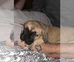 Small Photo #8 Boerboel Puppy For Sale in THREE RIVERS, MI, USA