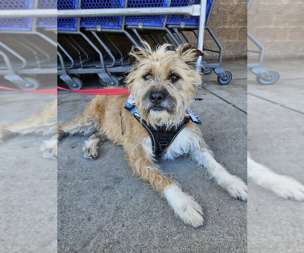 Medium Photo #14 Mutt Puppy For Sale in Silver Spring, MD, USA