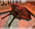 Small Photo #1 Labrador Retriever Puppy For Sale in HOLLYWOOD, AL, USA