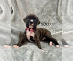 Puppy Puppy 6 Boxer