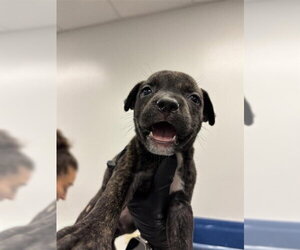Labrador Retriever Dogs for adoption in Corpus Christi, TX, USA