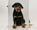 Small Photo #18 Rottweiler Puppy For Sale in NAPPANEE, IN, USA
