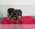 Small Photo #86 Doberman Pinscher Puppy For Sale in GOSHEN, IN, USA