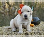 Small Photo #8 Golden Retriever Puppy For Sale in LIBERTY, KY, USA