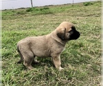 Small Photo #5 Anatolian Shepherd Puppy For Sale in ROBSTOWN, TX, USA