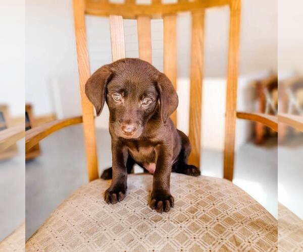 Medium Photo #6 Labrador Retriever Puppy For Sale in WAGENER, SC, USA