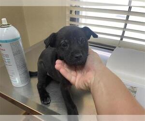 Labrador Retriever Dogs for adoption in Houston, TX, USA