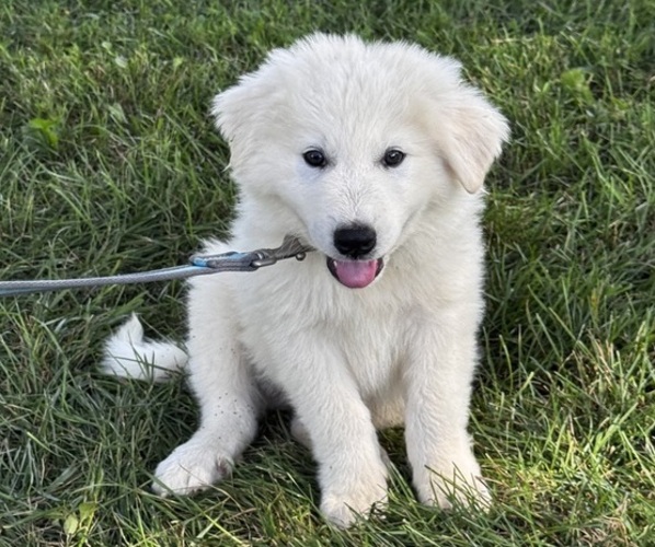 Medium Photo #5 Great Pyrenees Puppy For Sale in CANOGA, NY, USA